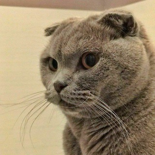 cat mood 🐾 Avatar