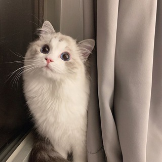 猫猫搜书の万事屋 🐾 Avatar