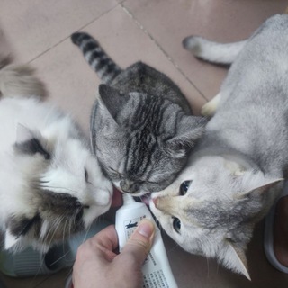猫咪都是天使！ Avatar
